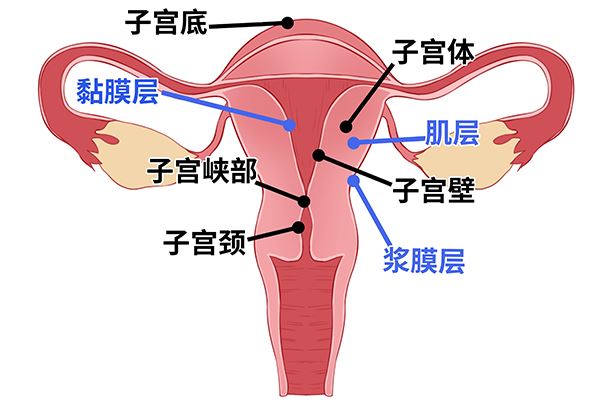 孩子嘴角烂怎么办？