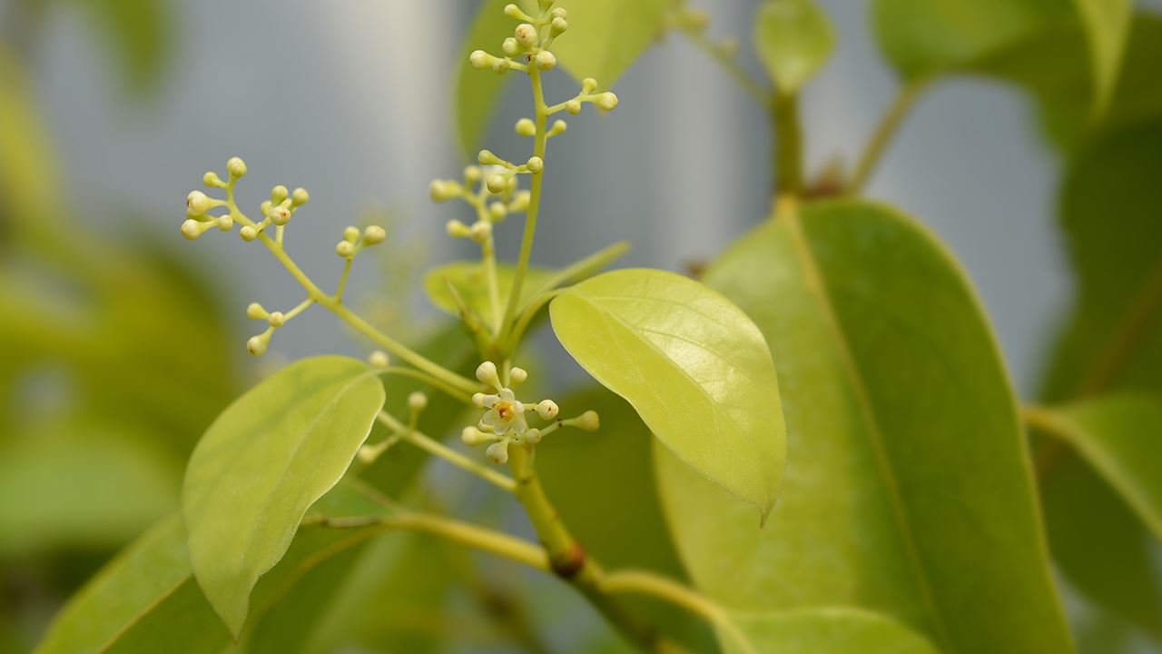 新型冠状病毒肺炎发烧多少度？