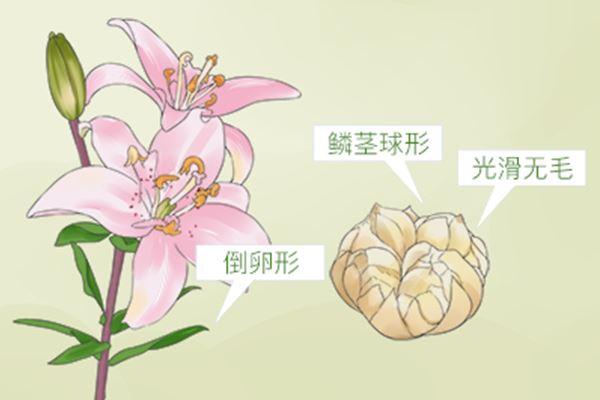 乙肝45阳性会自愈吗